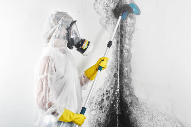  Maurice, LA Mold Removal Pros