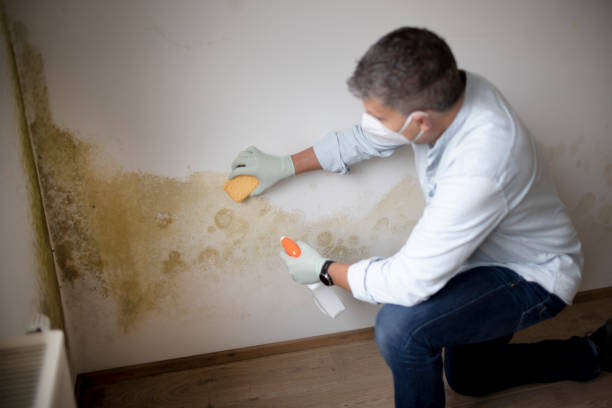 Best Environmental Consulting for Mold Prevention  in Maurice, LA
