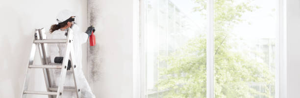 Best Attic Mold Removal  in Maurice, LA